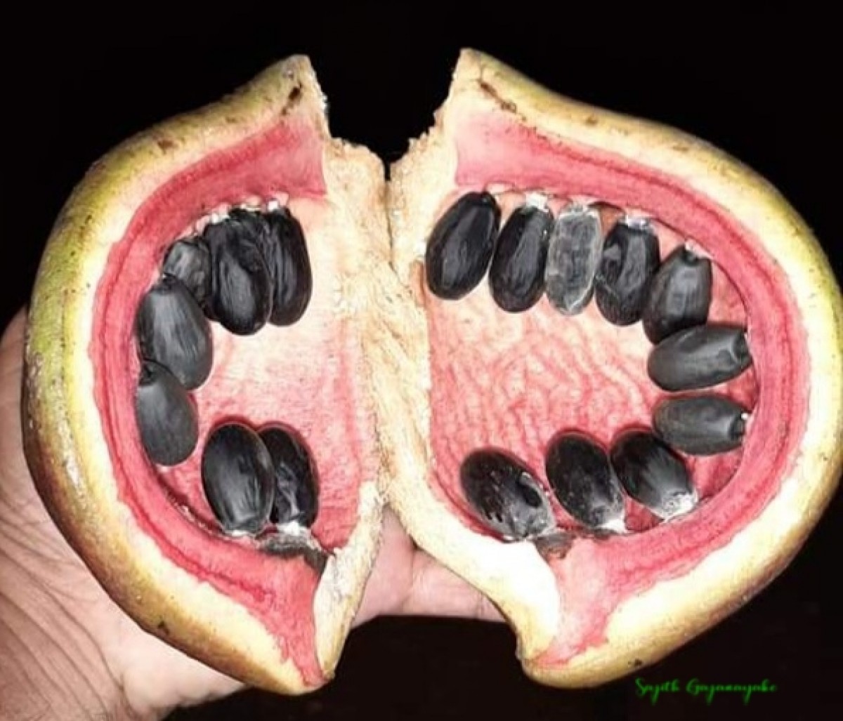 Sterculia foetida L.